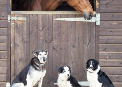 Staff Dogs Security Tex, Mole & Pie